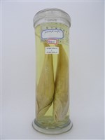 藏品(黃姑魚)的圖片